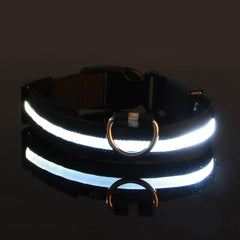Adjustable LED Collar